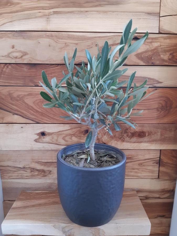 شقة Little Olive Tree House سالي المظهر الخارجي الصورة